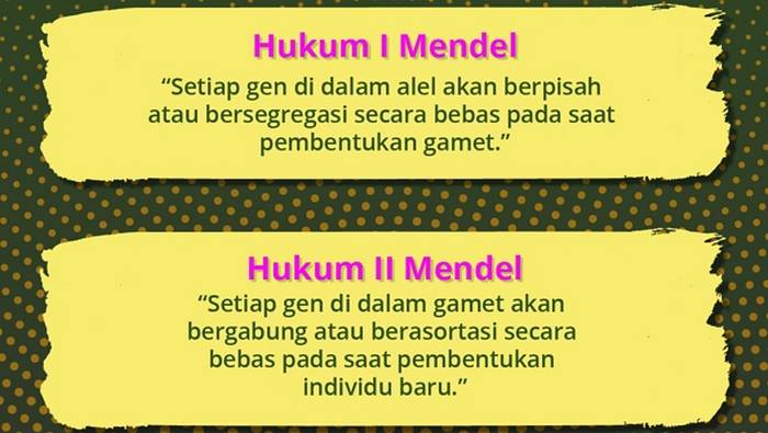 Segregasi Mendel I dan II