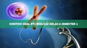Contoh Soal PTS Biologi Kelas 11 Semester 2