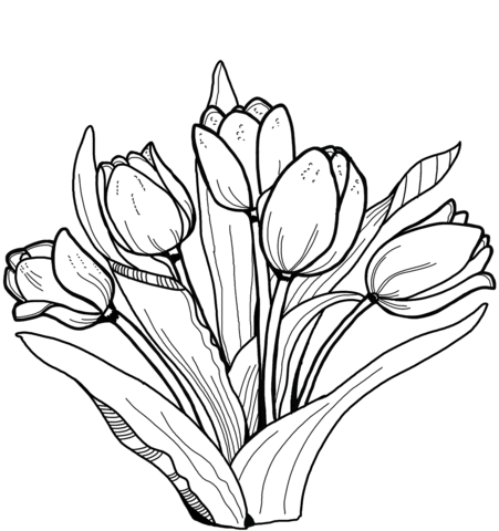 Gambar Bunga Tulip