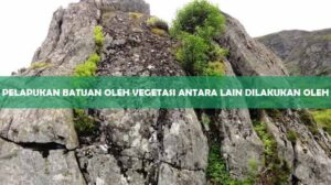 Pelapukan Batuan Oleh Vegetasi Antara Lain Dilakukan Oleh