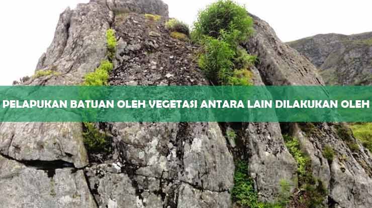 Pelapukan Batuan Oleh Vegetasi Antara Lain Dilakukan Oleh